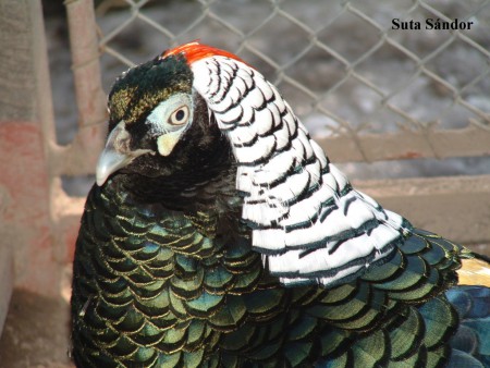 Gyémántfácán kakas